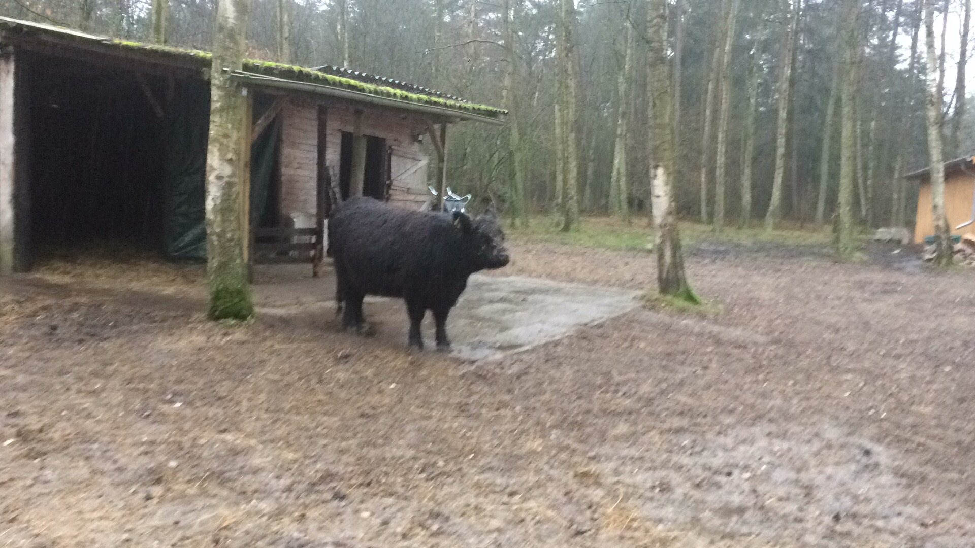 Galloway am Unterstand