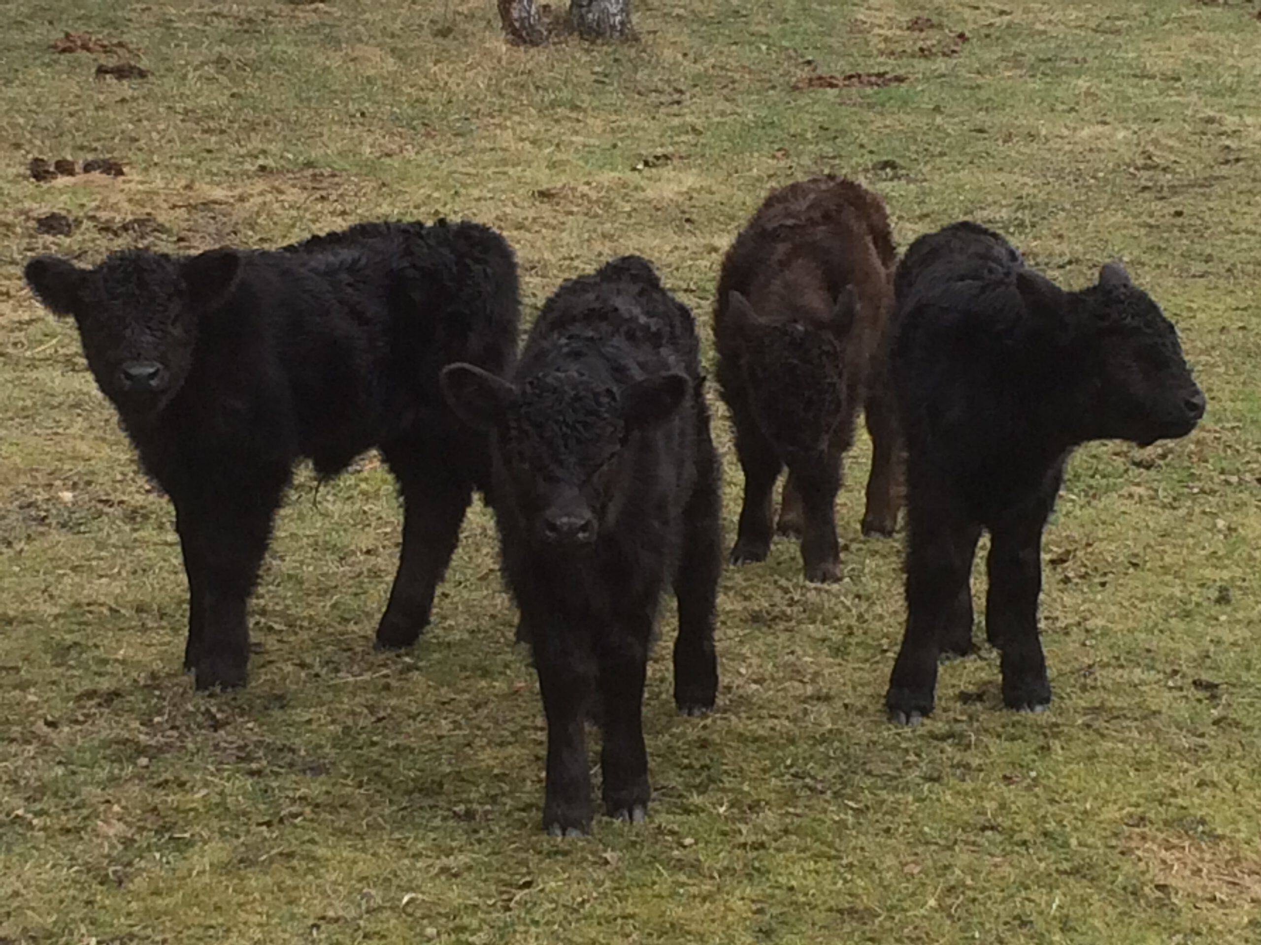 Futterstelle mit Heu