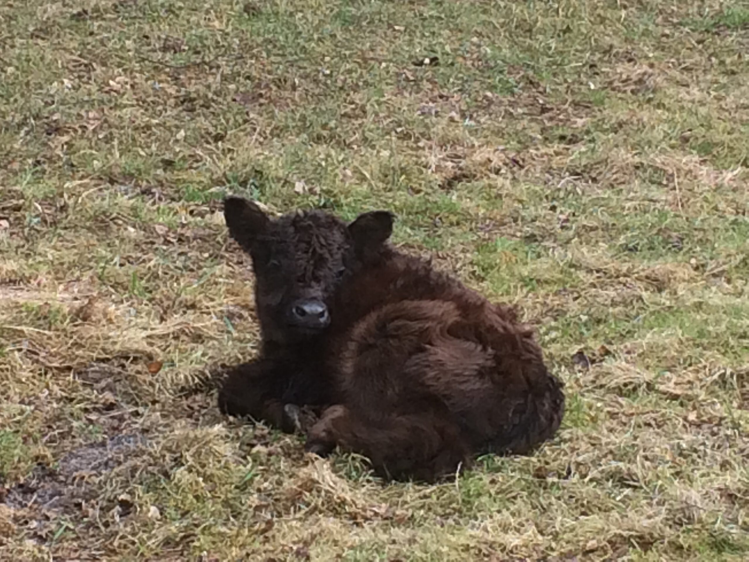 Sitzplatz an der Weide