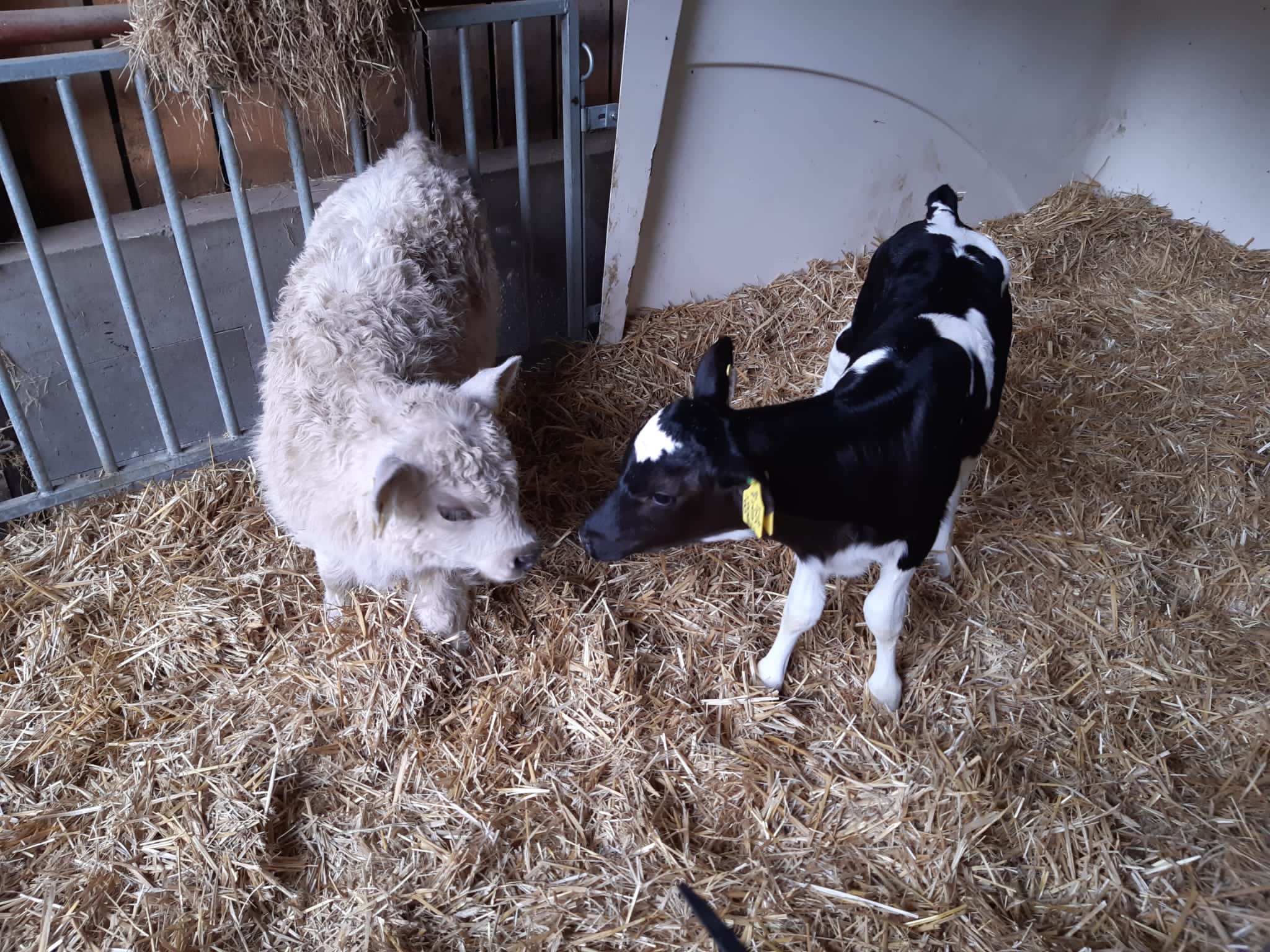 Kalb und Jungtier auf der Weide