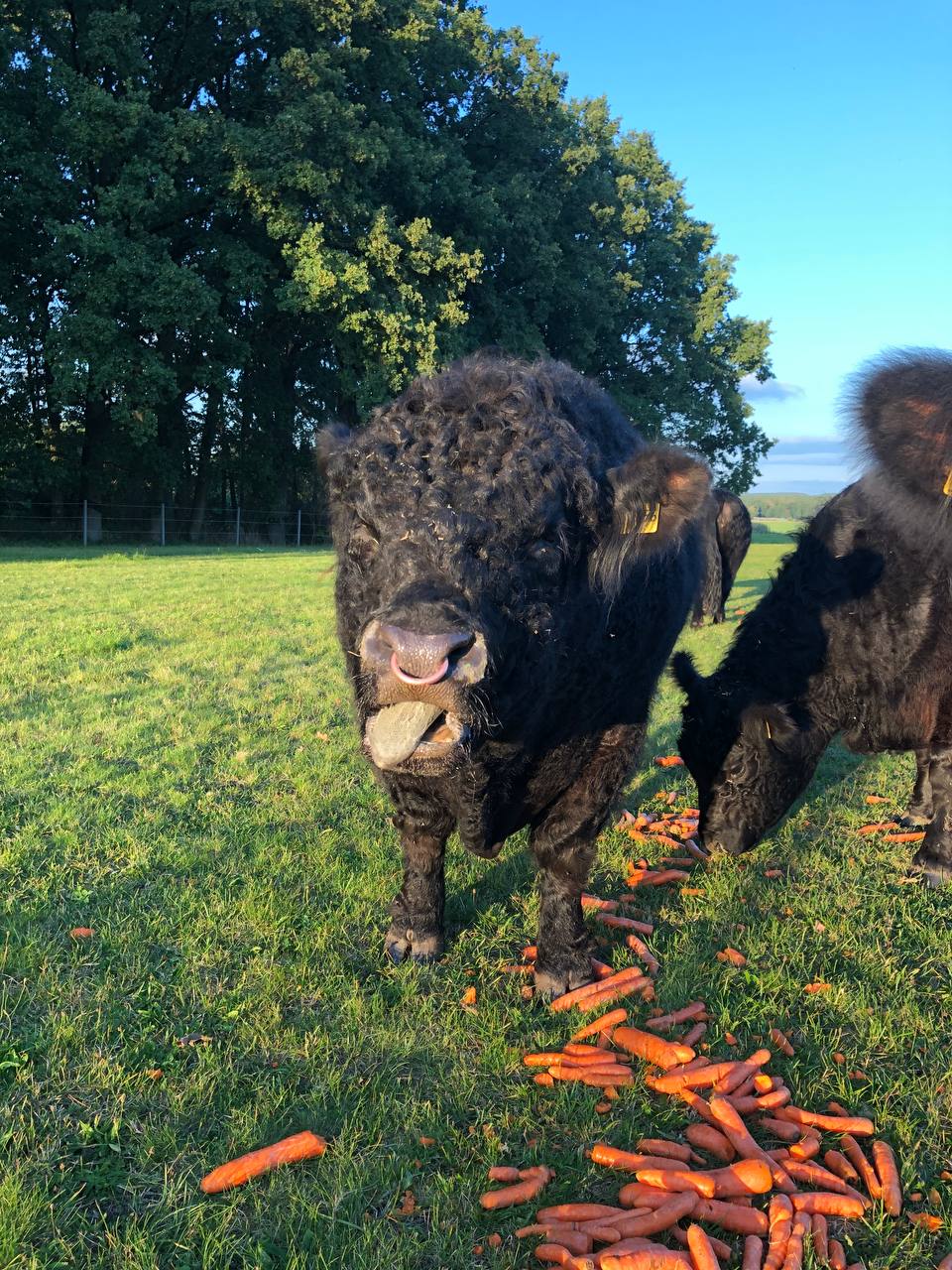 Bulle und Möhren